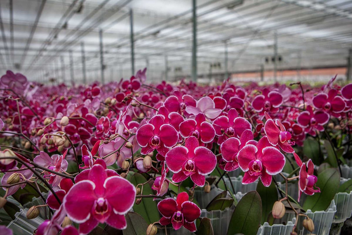 The image depicts a large greenhouse filled with rows of vibrant pink orchids. The flowers are in full bloom, with some buds in the process of opening. The greenhouse has a high ceiling with transparent panels allowing natural light to filter through.