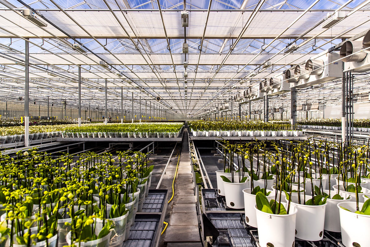 A greenhouse with rows of young plants growing in white pots. The greenhouse has a high ceiling with a transparent roof, and there are numerous grow lights installed along the length of the structure to support the plants' growth.