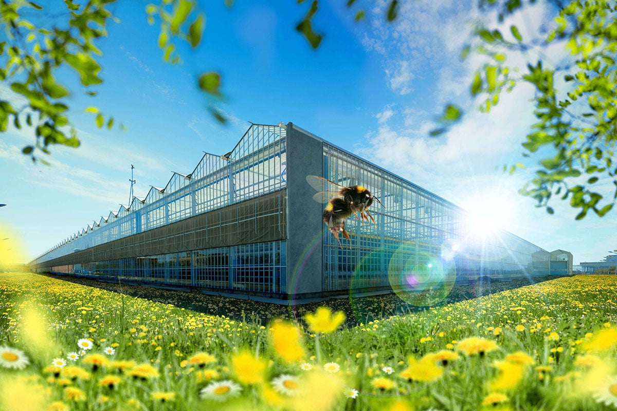 A modern greenhouse, situated in a vibrant field of yellow flowers. The sky is clear, and the sun is shining brightly, casting a warm glow on the scene. A bee is seen in flight, hovering near the building, indicating a possible focus on the pollination process.