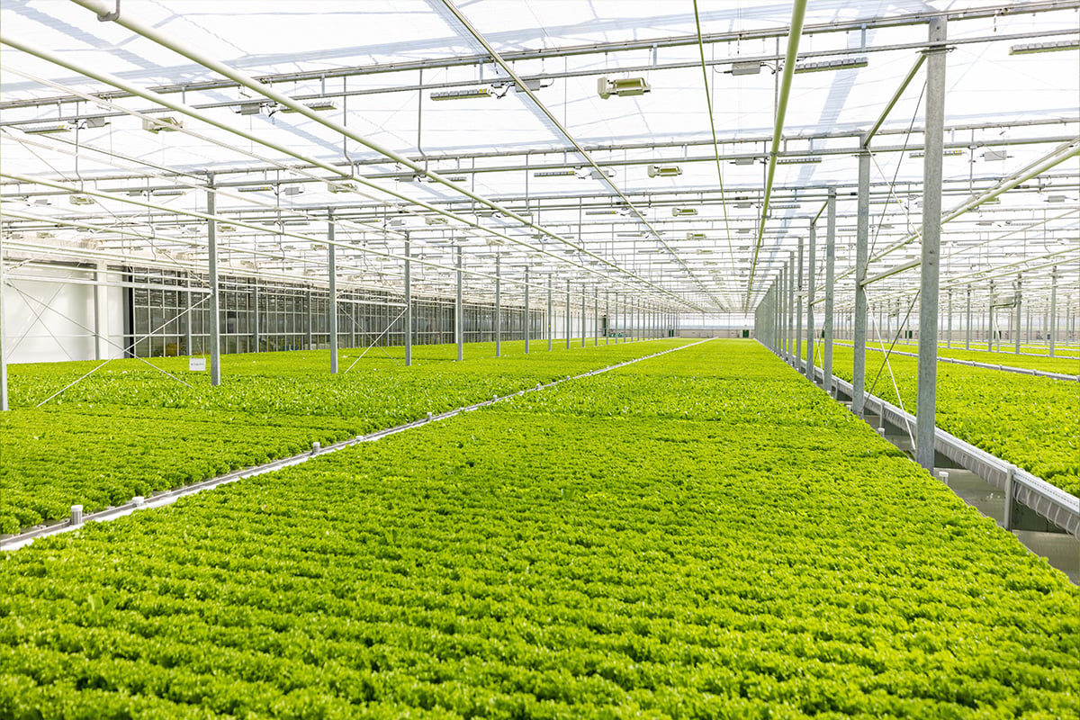 A spacious greenhouse with a high ceiling and transparent, translucent material for the panels. The greenhouse is lined with a wire grid, and within it, there is a cultivated field of young plants or crops. The plants appear healthy and are growing in neat rows.