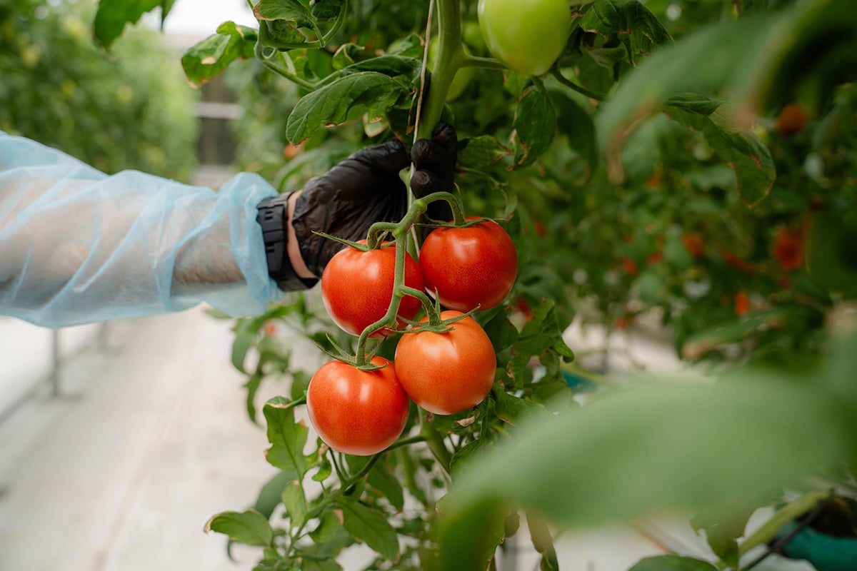 In the image, a person is harvesting tomatoes in a greenhouse. The individual, clad in a blue protective suit and gloves, is carefully picking a ripe, red tomato from a lush green plant. The tomato is still attached to the vine. the background, the greenhouse is filled with more of these plants.