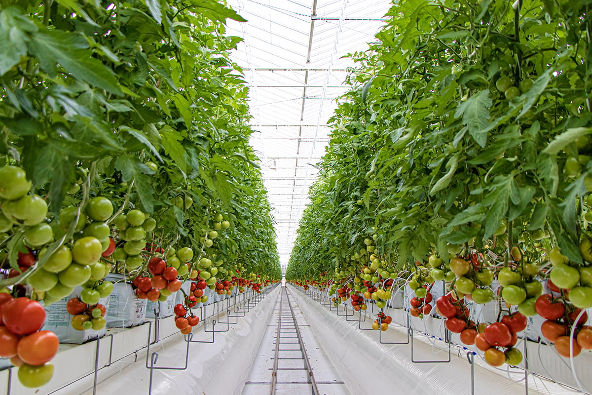 A modern greenhouse with rows of tomato plants. The plants are supported by metal frames, and the tomatoes are at various stages of ripeness, ranging from green to red, indicating a growth stage. The overall condition of the plants looks healthy.